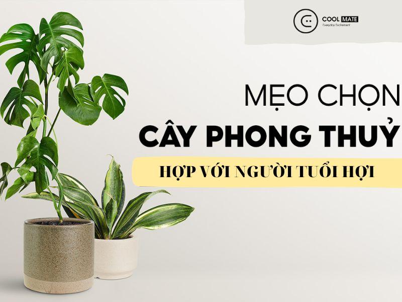 Cây phong thuỷ tuổi Hợi: Cách chọn cây tuổi Hợi theo từng mệnh đón tài lộc