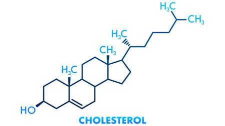 Cấu tạo cholesterol có liên quan gì đến vai trò của thành phần này trong cơ thể?