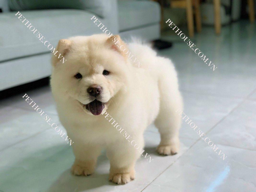 Chó Chow Chow - Pet House - Cửa hàng thú cưng và phụ kiện