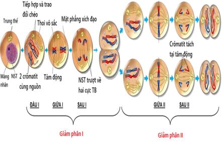 Lý thuyết Sinh học 9 Bài 10 (mới 2024 + Bài Tập): Giảm phân