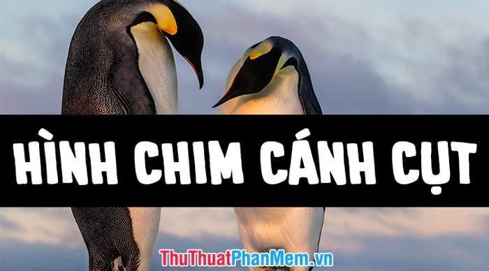 Những hình ảnh tuyệt đẹp về chim cánh cụt