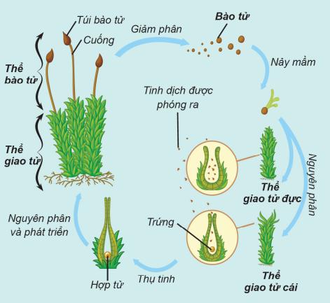 Lý thuyết Sinh sản vô tính ở thực vật| Sinh học lớp 11 (ảnh 1)