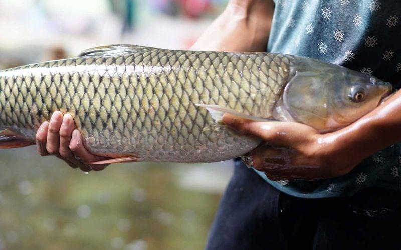 Cá trắm là cá gì? Cá trắm làm món gì ngon