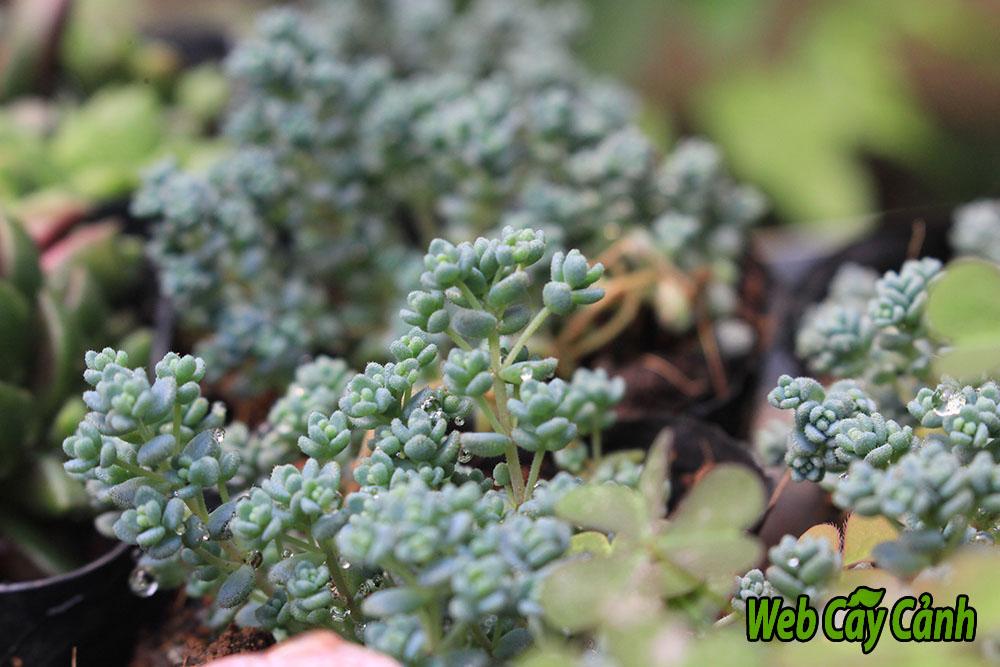 can-canh-sedum-hoa-hong