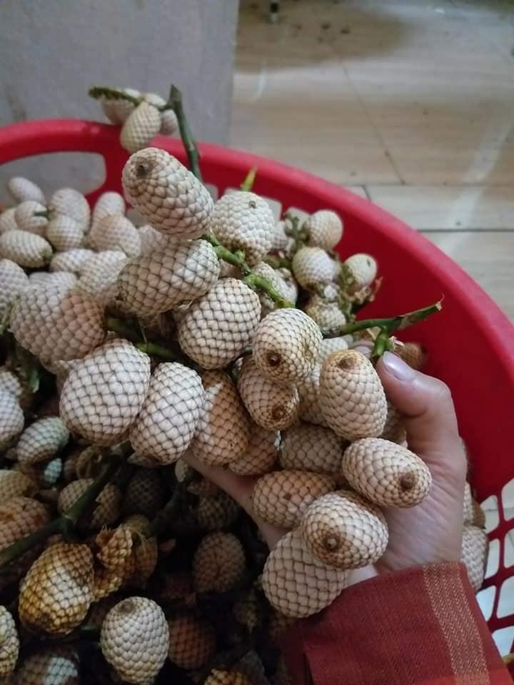 Quả mây rừng có kích thước bé, mọc thành từng chùm cả trăm quả. Đây là thức quả tuổi thơ gắn với biết bao thế hệ ở miền núi rừng, nay thành đặc sản được ưa chuộng